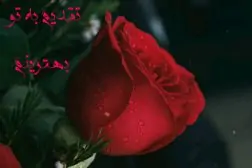 9lCNLs6wSxFXJY-1