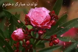 cRnd6MDhxKW1ZH-1