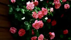 gWLqcJbmpzslMk-1