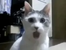 yZbh3COxwaTgKz-1