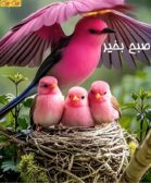 صبح بخیر زیبا
